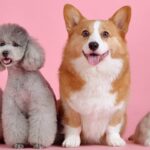 Oregon pet trusts for cats, dogs, and other animal companions