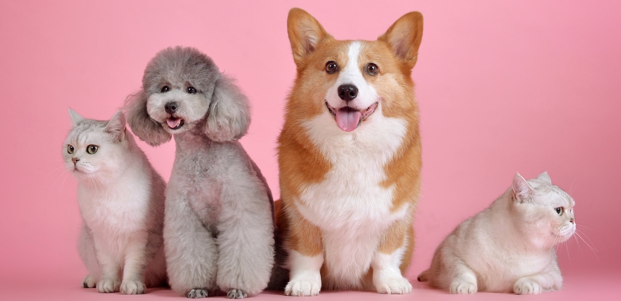 Oregon pet trusts for cats, dogs, and other animal companions
